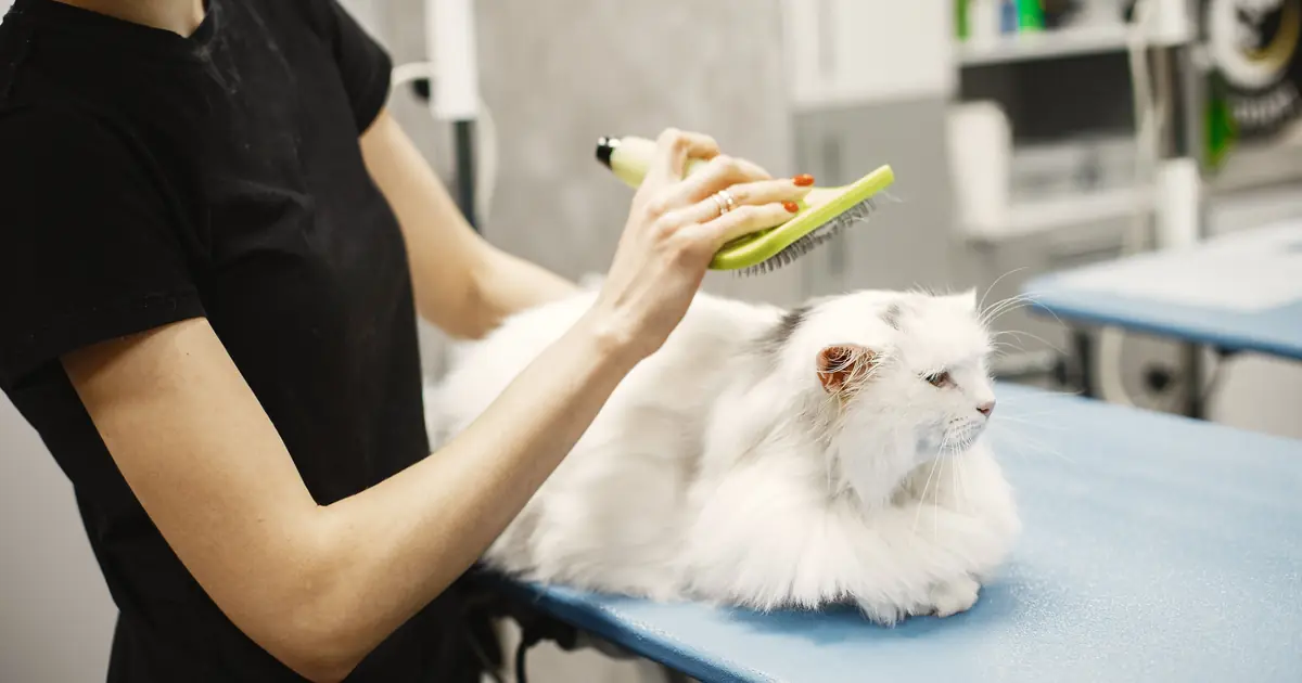 brushing a long-haired Persian cat to reduce loose hair