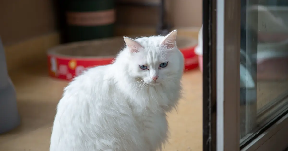 a cat sitting outside a door waiting to come in