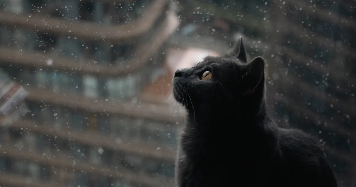 a cat looking out a dark window at night