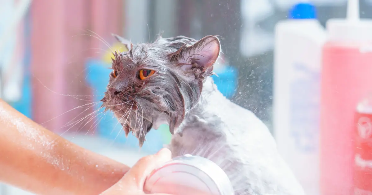 a cat being bathed with soap suds