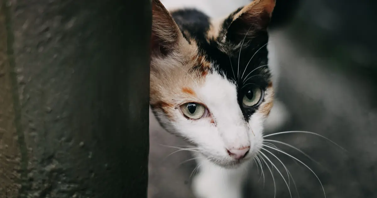 a cat rubbing its cheek to scent-mark