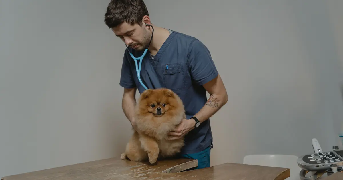 A veterinarian examining a cat, since diagnosing FIP relies on a combination of clinical signs and tests