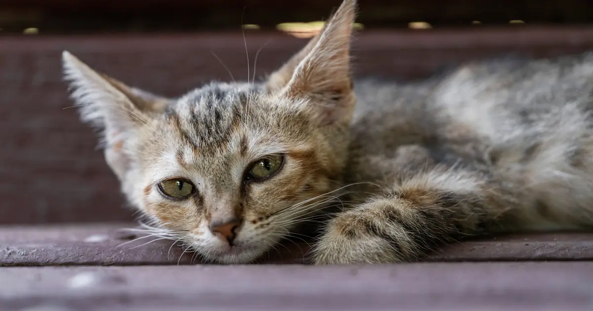A young cat resting, illustrating early signs of the cat disease FIP such as lethargy and poor appetite