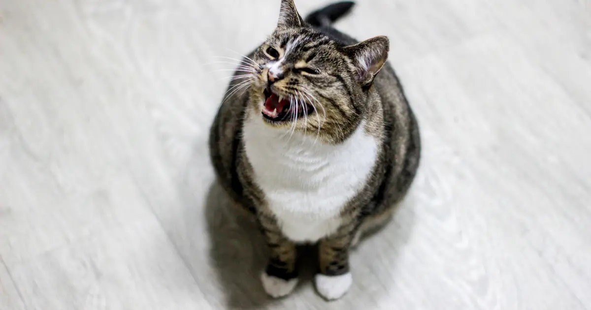 a cat with mouth open in the flehmen grimace