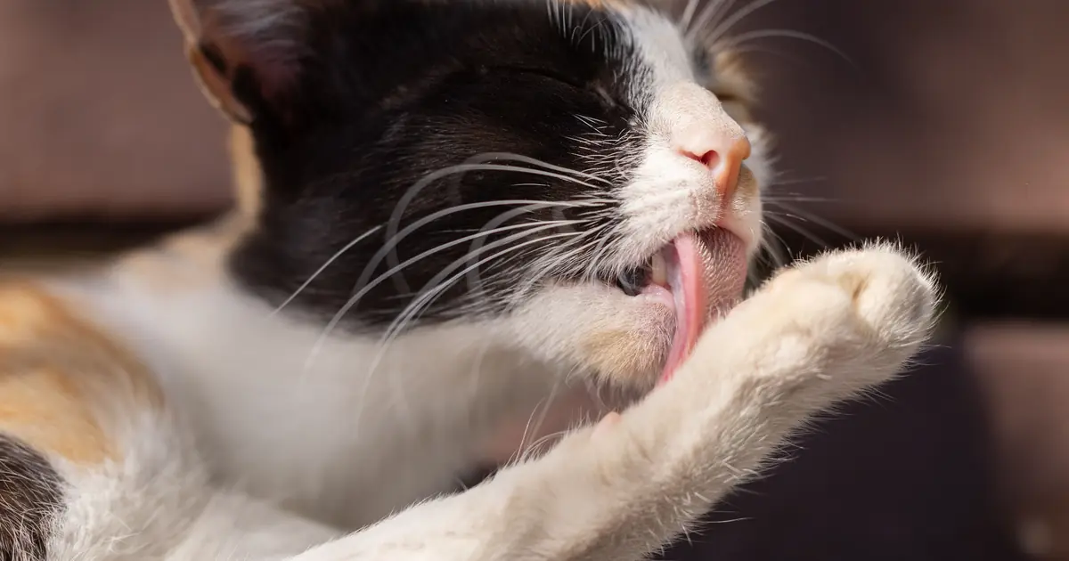a cat grooming and spreading allergen in its saliva