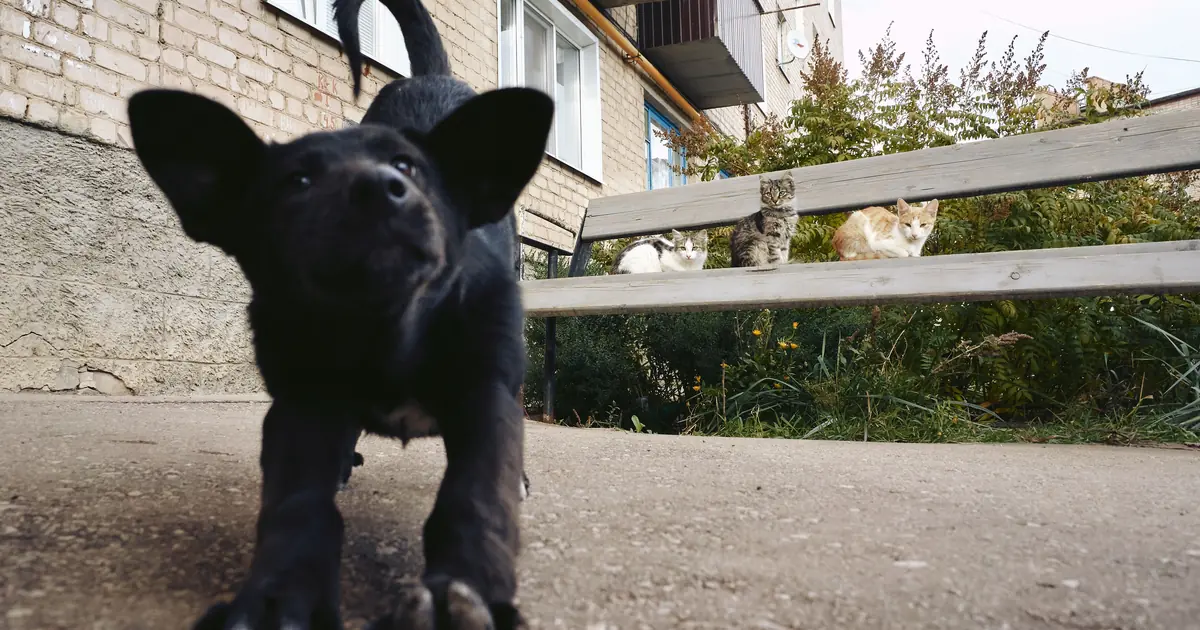 a cat and a dog close together