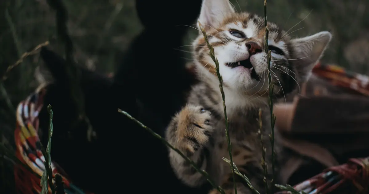 a cat playing energetically at dusk