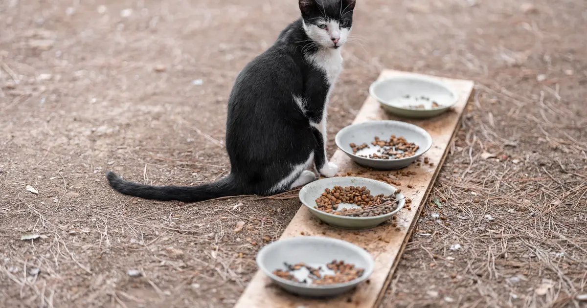 a cat turning away from a food bowl