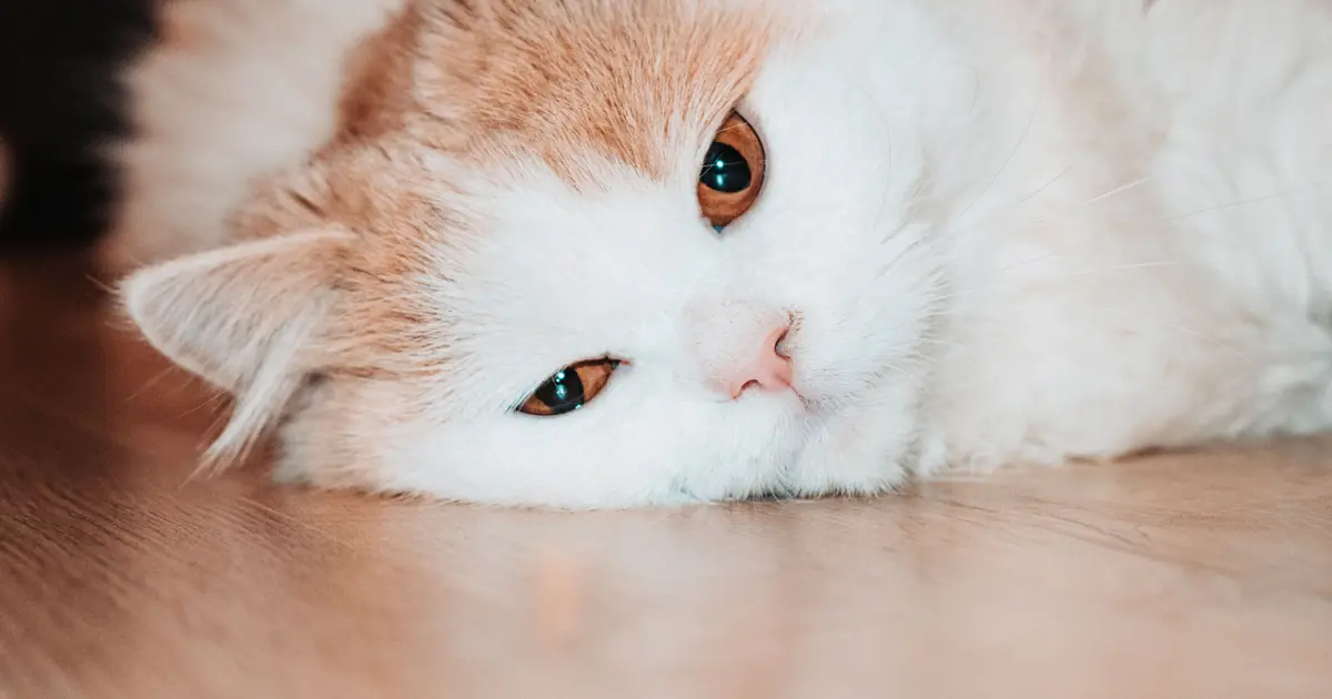 Lethargic sick cat hiding and lying still, a common sign of illness in cats