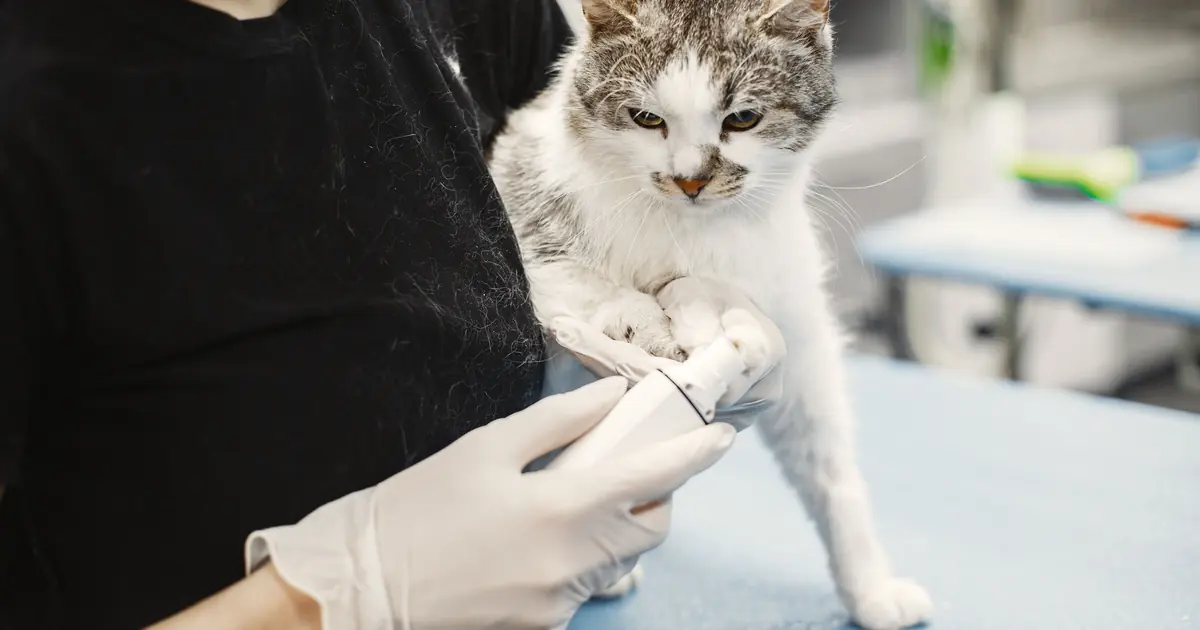 a cat being examined by a vet for pica or anemia