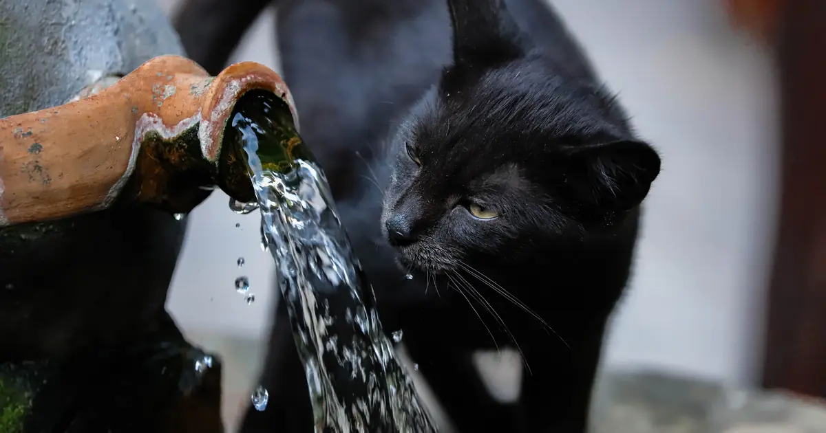 a cat drinking from a water fountain