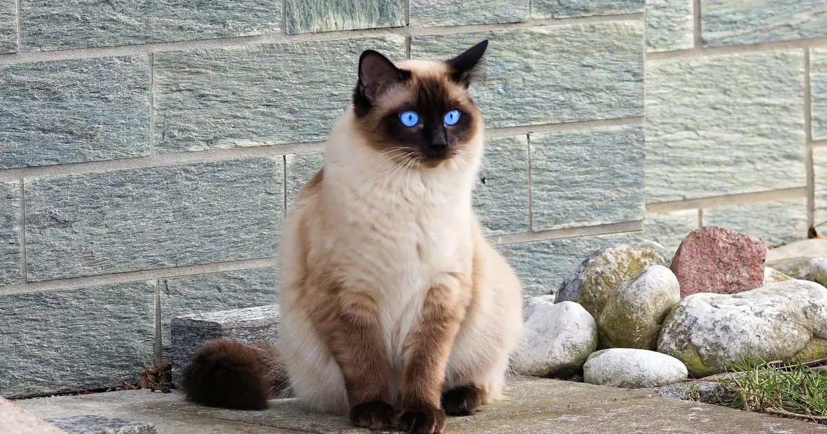 a color point cat with blue eyes