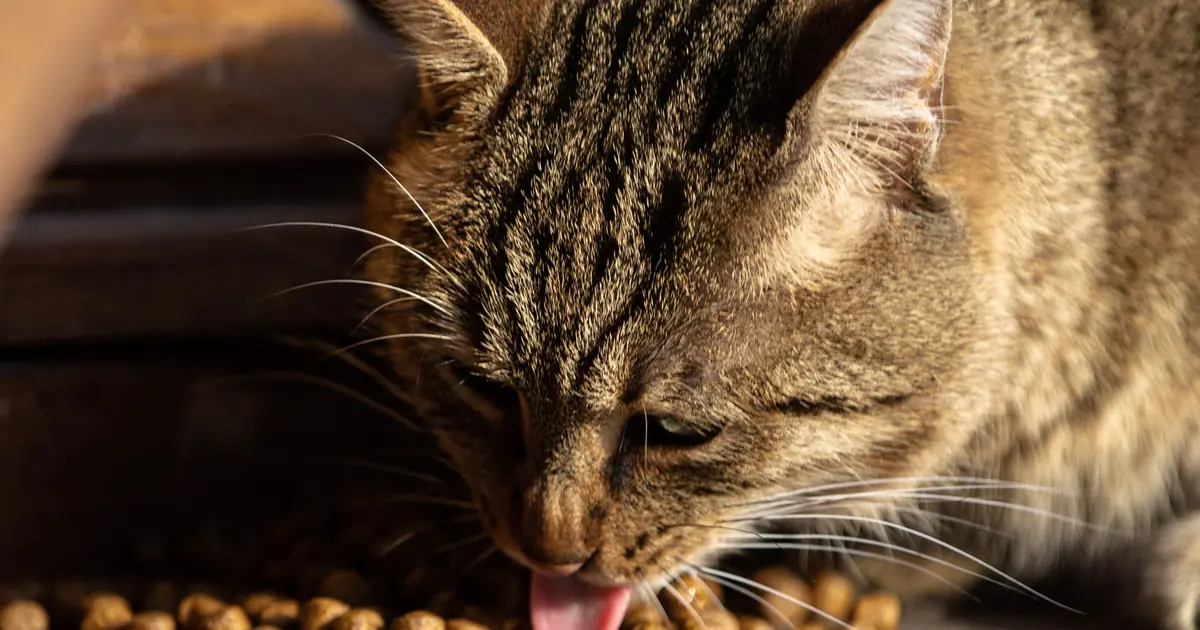 Kitten eating a bowl of healthy protein-rich kitten food