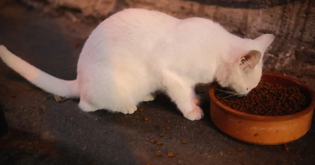 Healthy kitten eating from a food bowl during its first year of growth