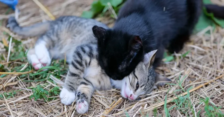 two kitten littermates