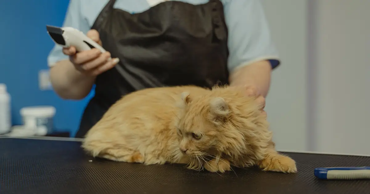 A long-haired Persian cat with a thick coat being groomed with a brush