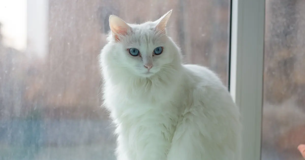 A fluffy long-haired cat with a flowing coat sitting and looking at the camera
