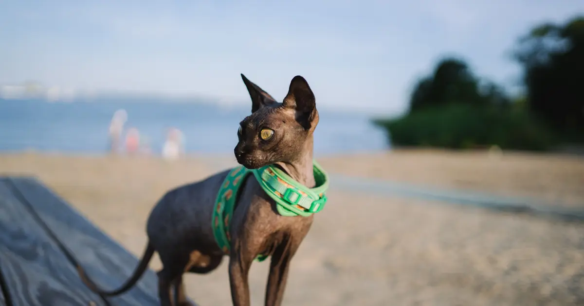A rare Lykoi werewolf cat showing its patchy roan coat and bald face