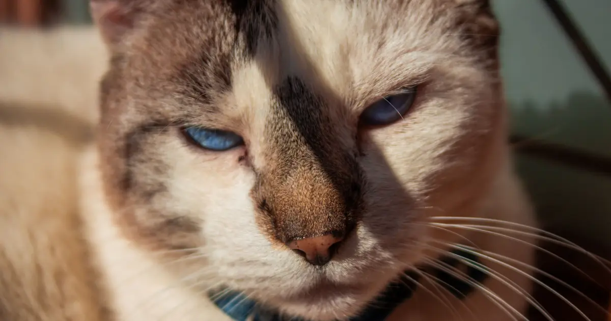 A rare Egyptian Mau cat with spotted coat and green eyes
