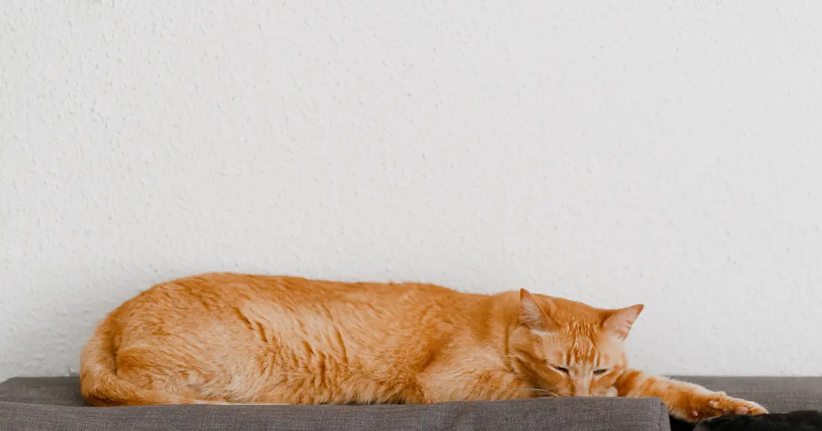 a relaxed, content cat lying on a couch
