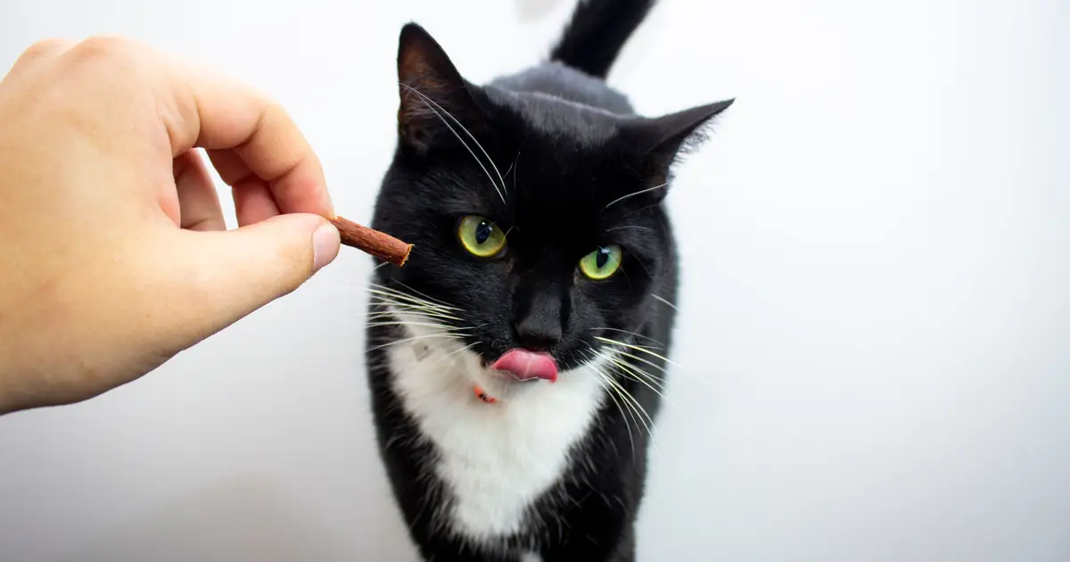 a person rewarding a cat with a treat
