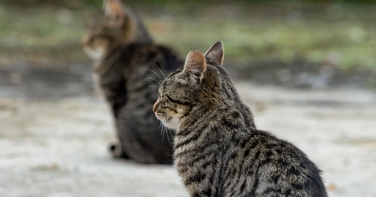 two bonded adult cats sitting close together