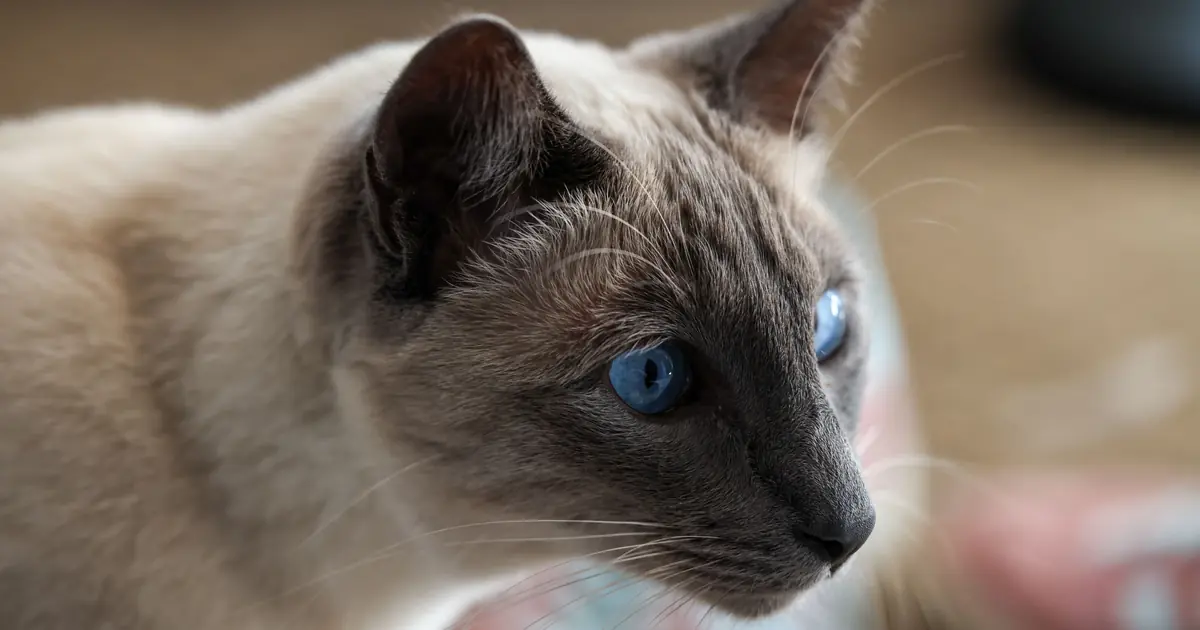 a siamese cat with a wedge-shaped head