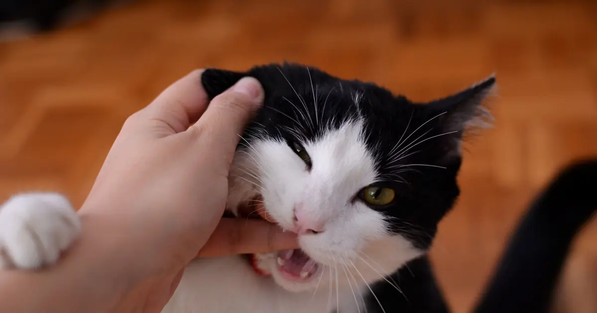 Cat gently biting a person's hand during play, showing what to do if your cat bites you