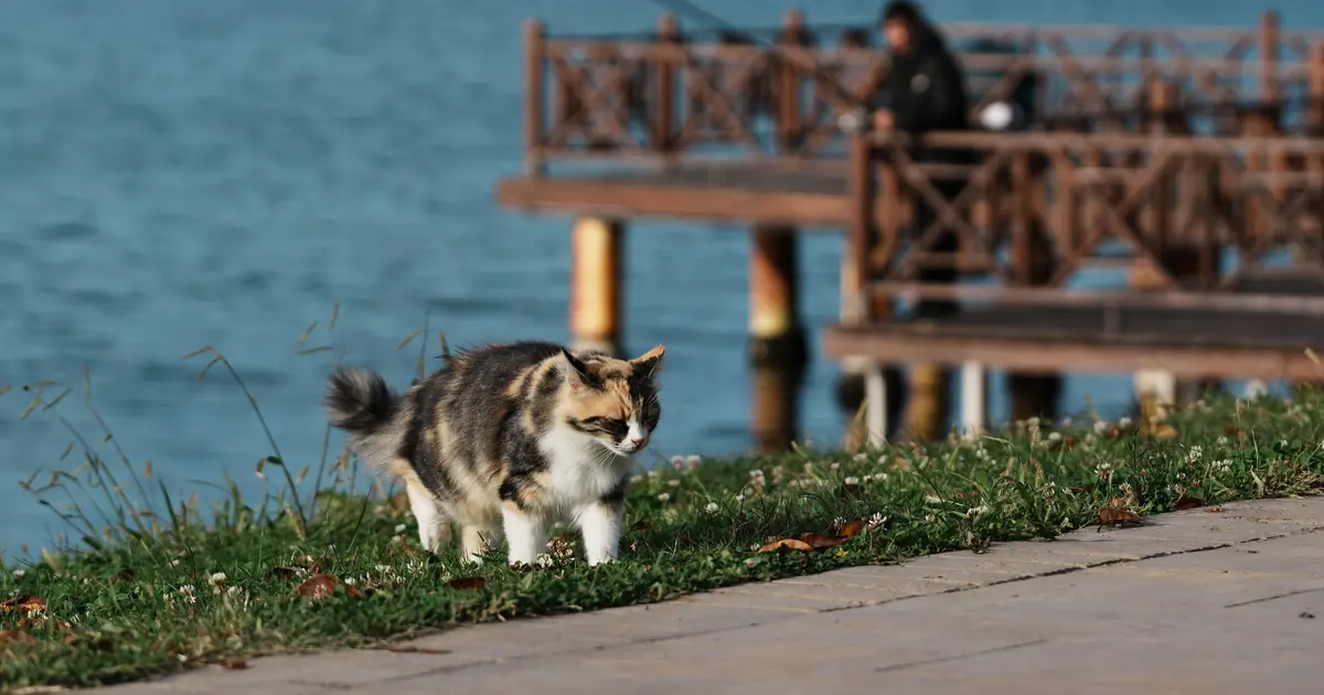 a cat exploring outdoors