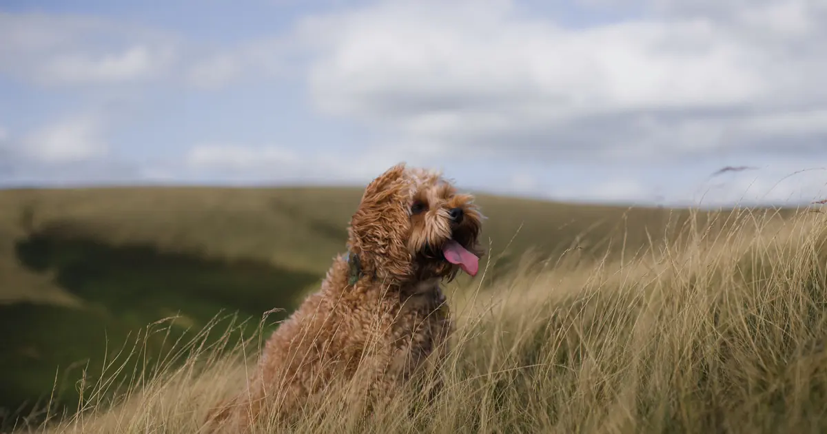a cockapoo dog