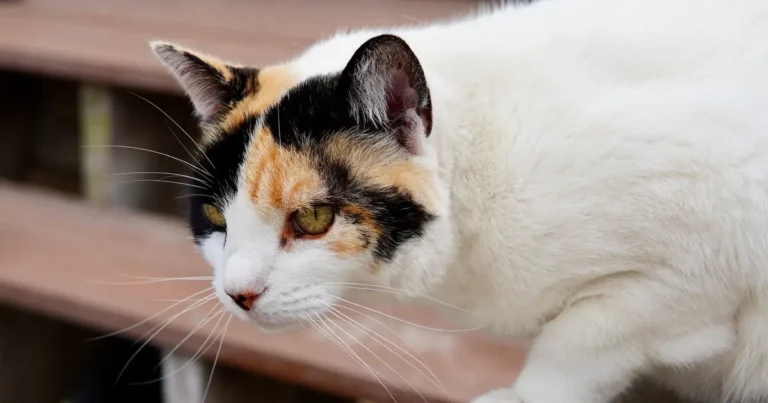 Calico kitten with white, orange, and black patchwork fur