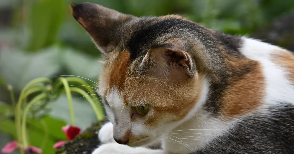 Close-up of a calico cat's tri-color coat showing separate white, orange, and black patches