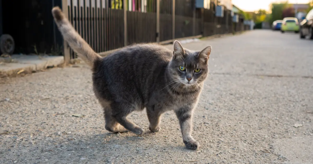 Cat walking forward with its tail held straight up, a friendly cat body language signal
