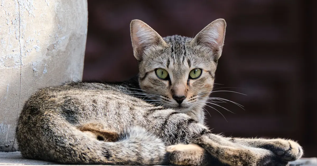 Close-up of an alert cat showing forward ears and wide eyes, key cat body language signals