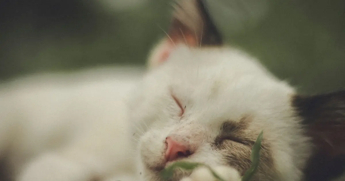 a cat in deep sleep with paws twitching