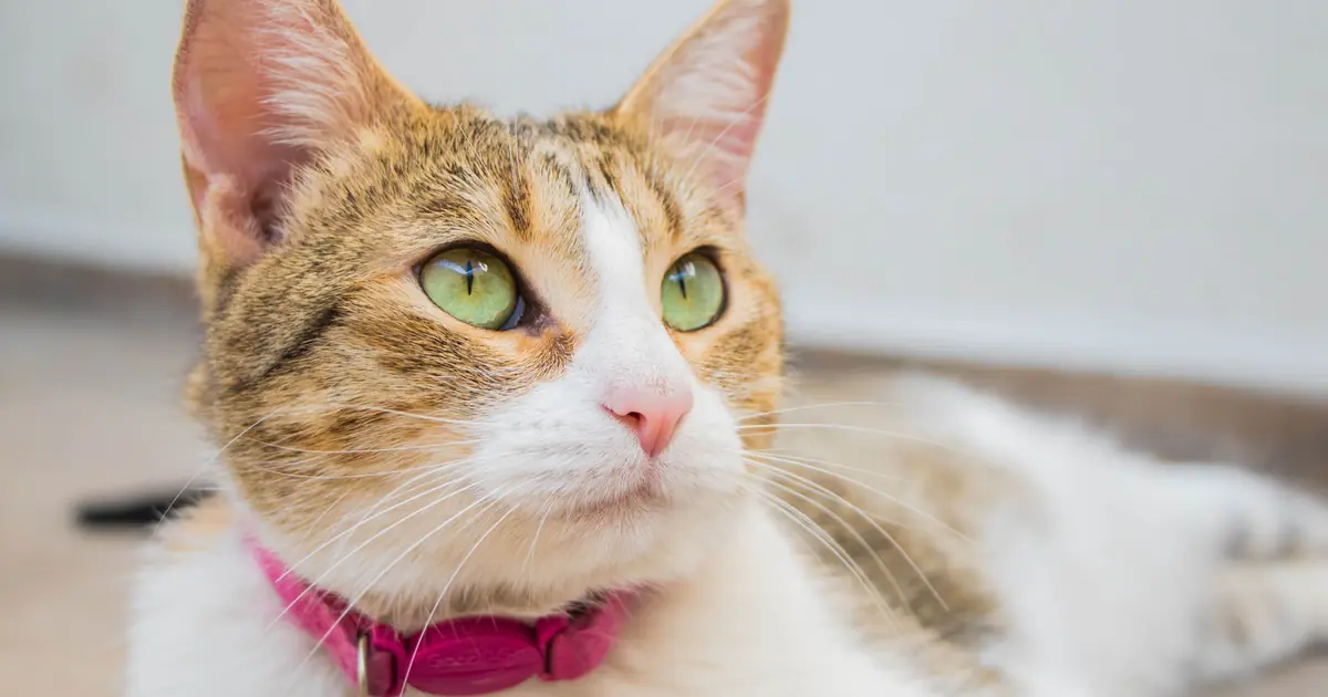 a cat with ears perked up at a sound