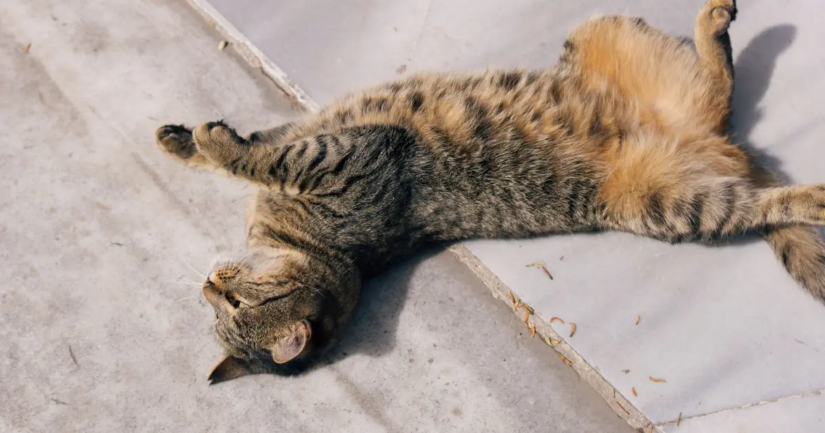 a cat rolling on its back showing its belly