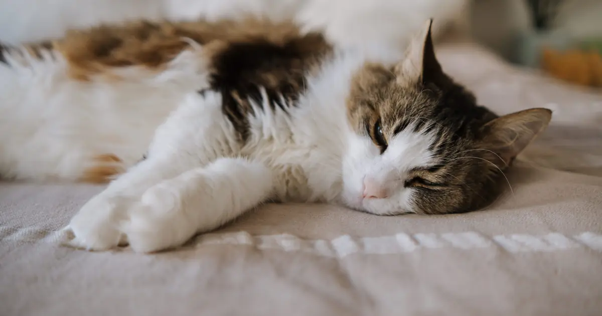 A senior cat resting comfortably in a warm padded cat bed
