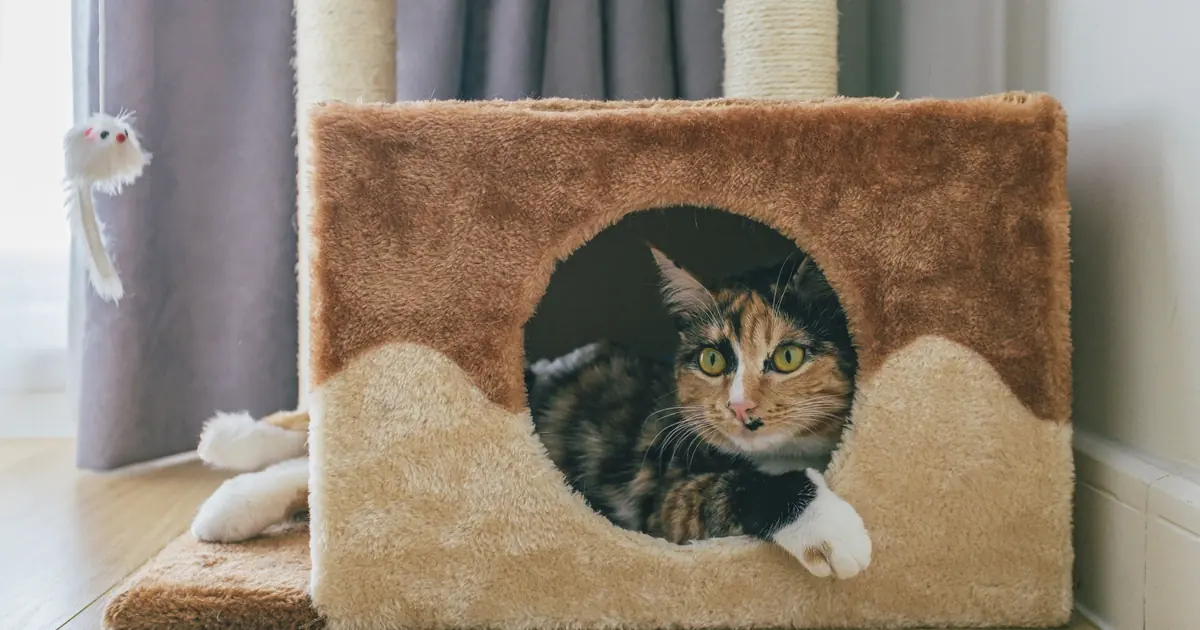 a cat on a cat tree in an apartment