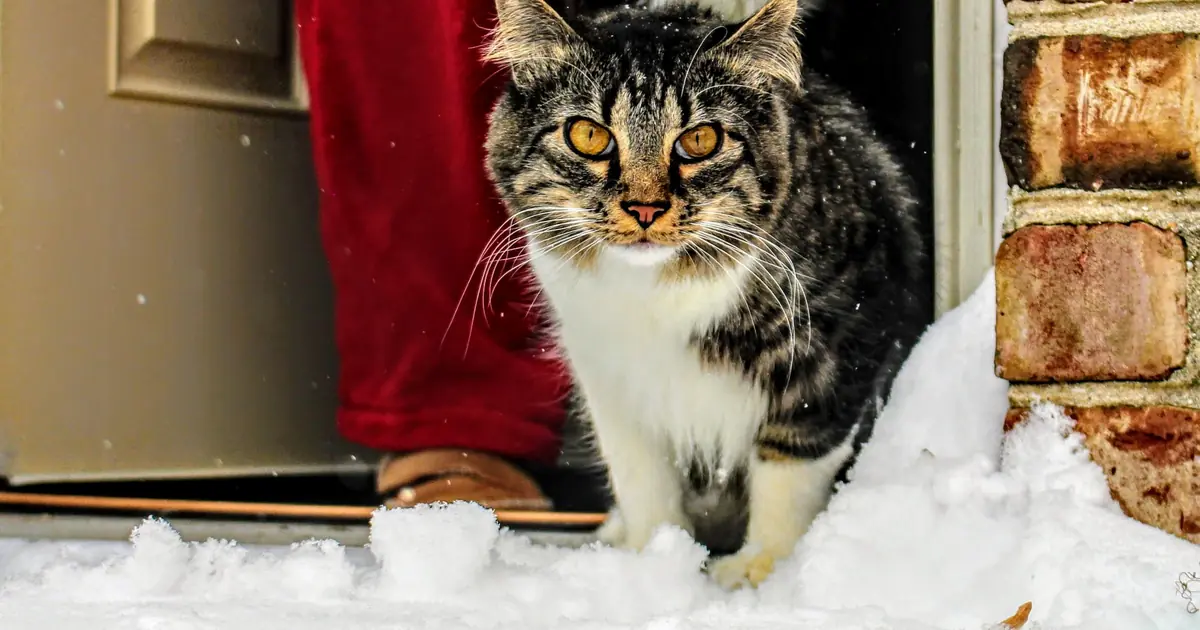 a cat returning home at the door