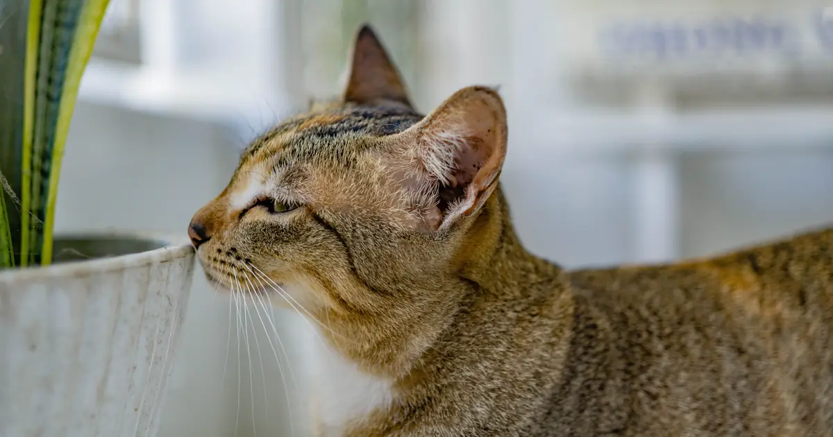 Curious cat sniffing a non-toxic spider plant, a safe houseplant for cats
