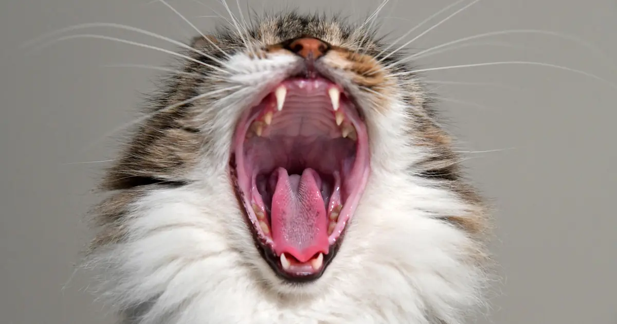 Close-up of a cat's open mouth showing clean teeth and gums during dental care