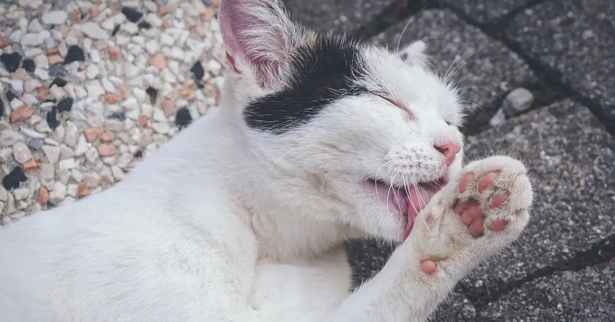 a cat licking its paw to wash its face