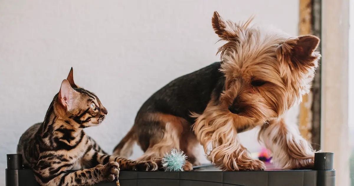 a cat and a small fluffy dog together