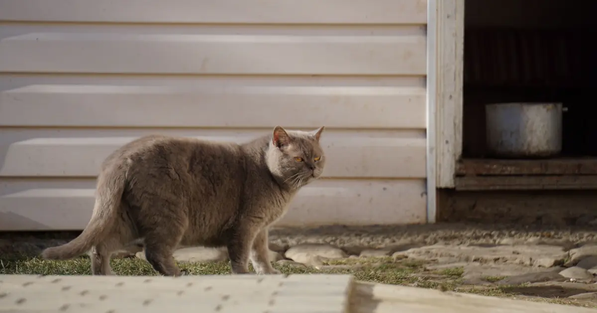 a male cat walking outdoors