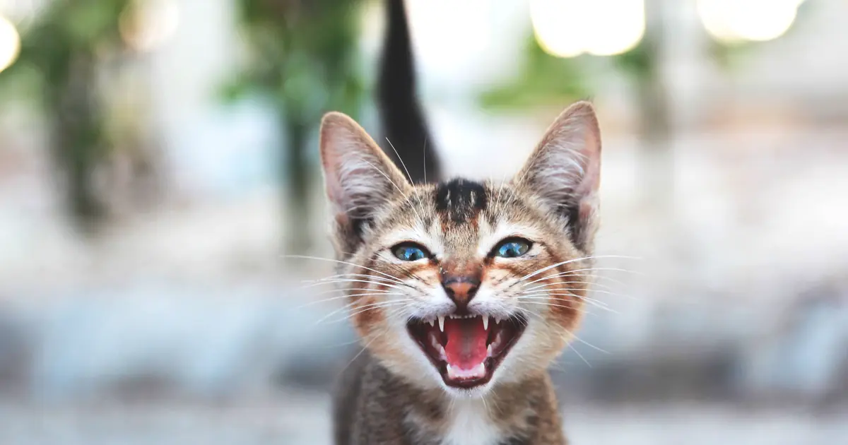 a tiny kitten mewing with its mouth open