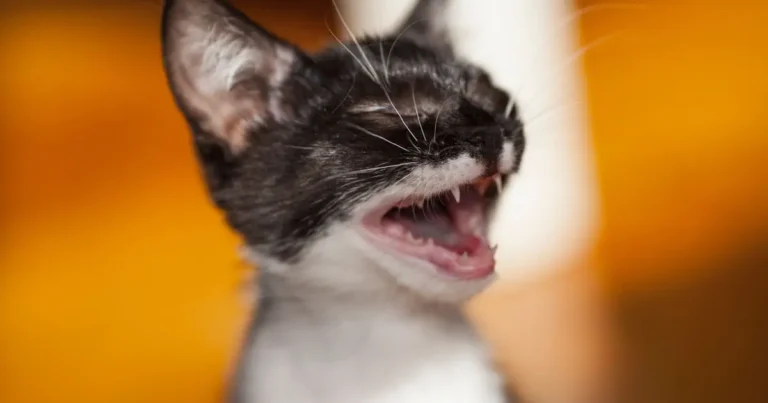 Young kitten with mouth open showing tiny baby teeth, used to estimate age by teeth
