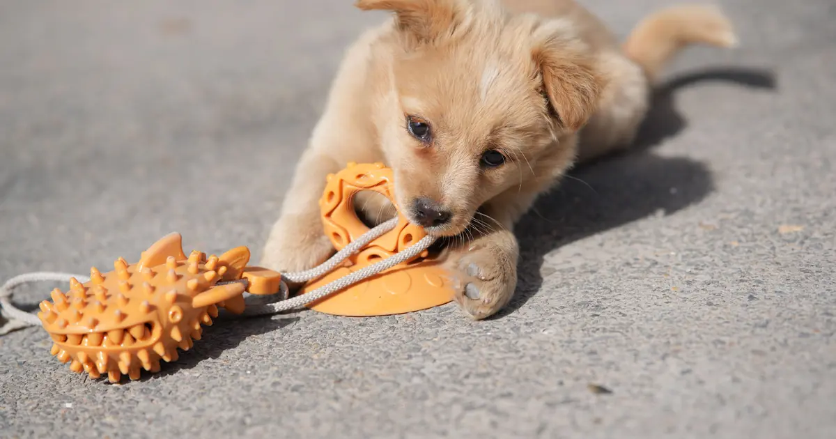 Teething kitten chewing a toy to soothe sore gums as baby teeth come in
