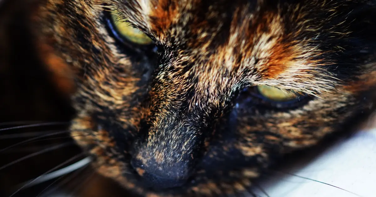 Close-up of a domestic cat's face showing ear shape, coat pattern, and eye color used to identify breed clues