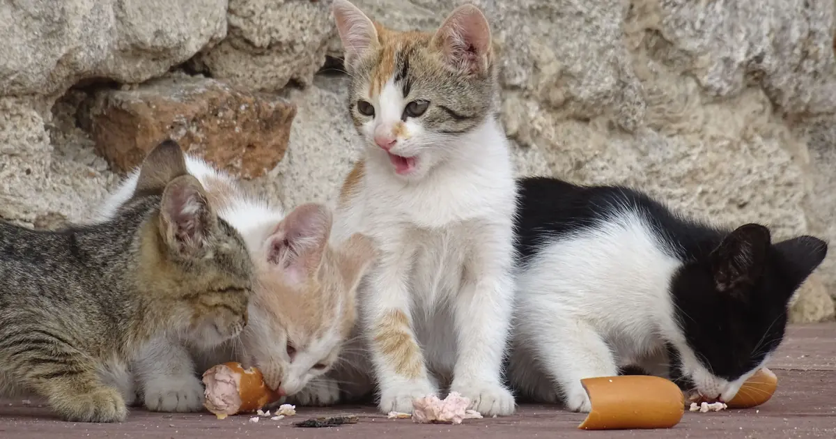 Several mixed-breed domestic cats with different coat colors and patterns sitting together